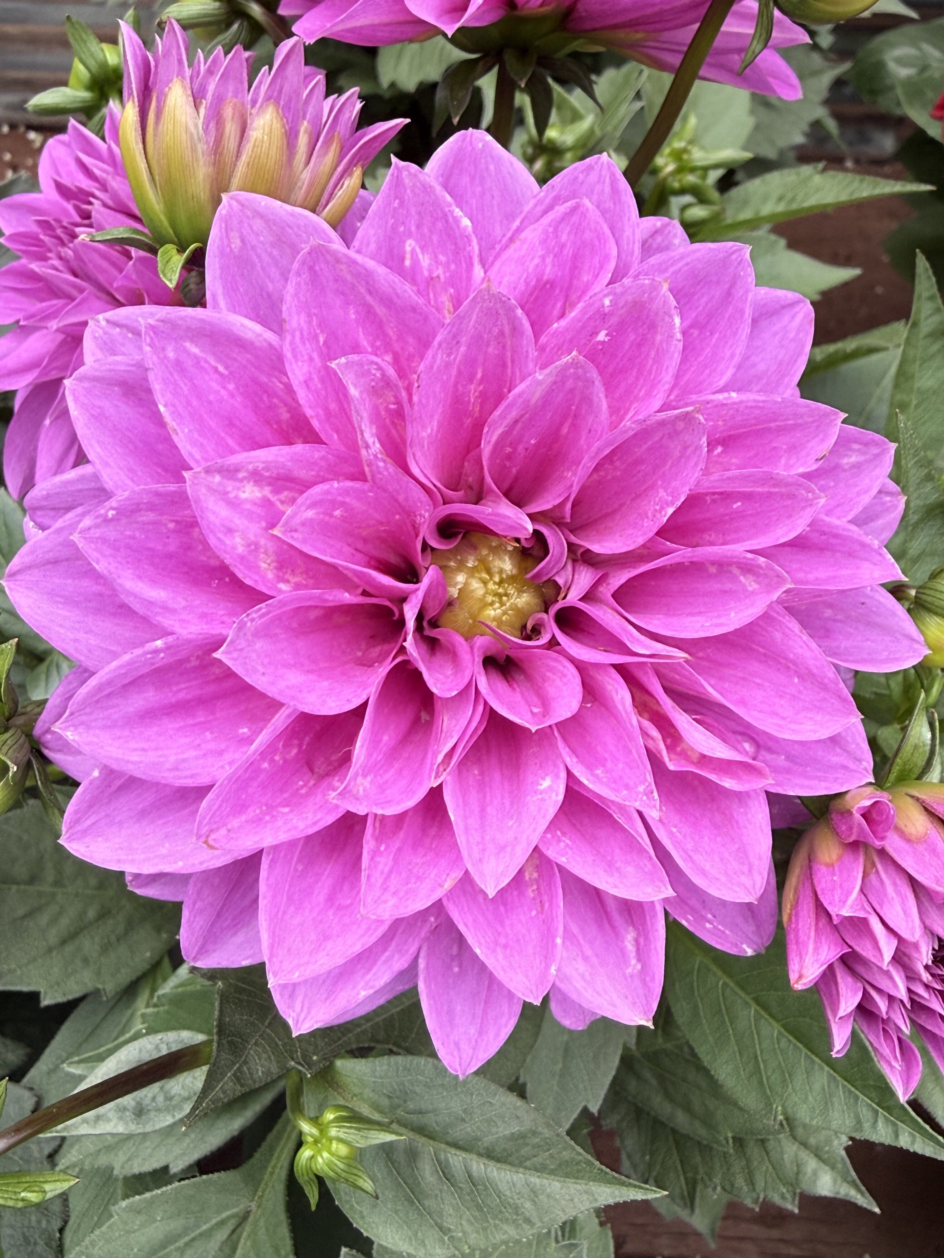 Pink dahlia closeup