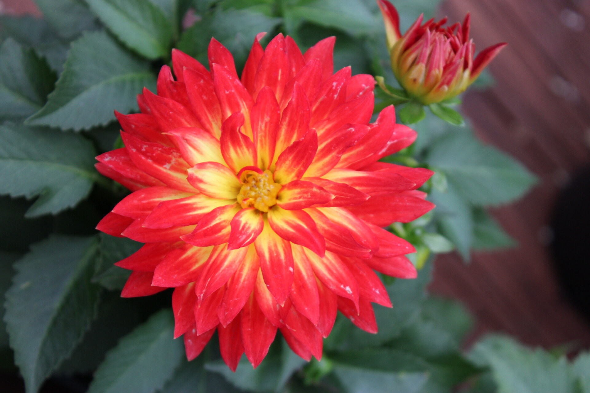Red dahlia closeup