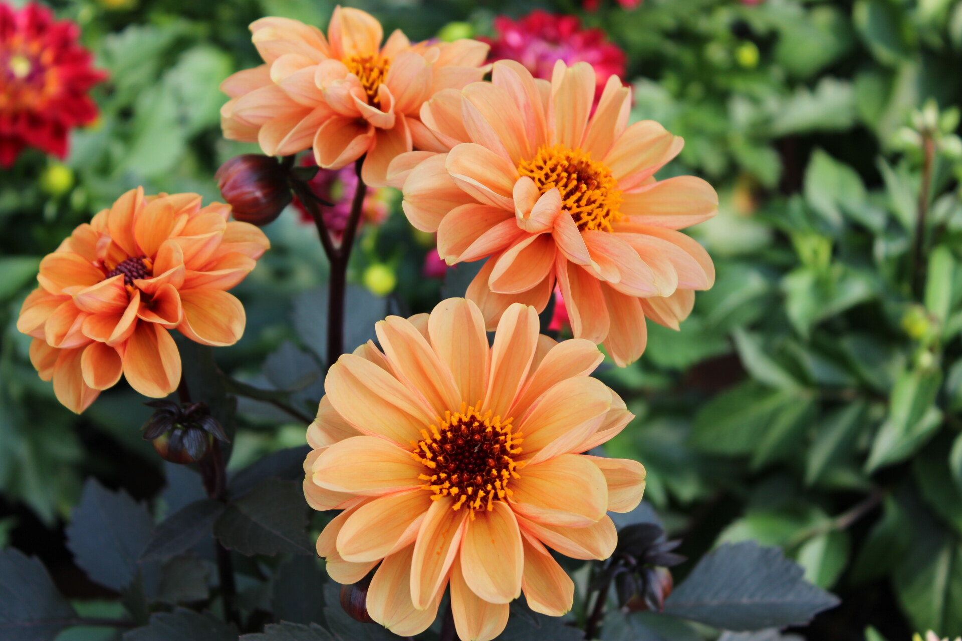 Peach dahlia flower cluster