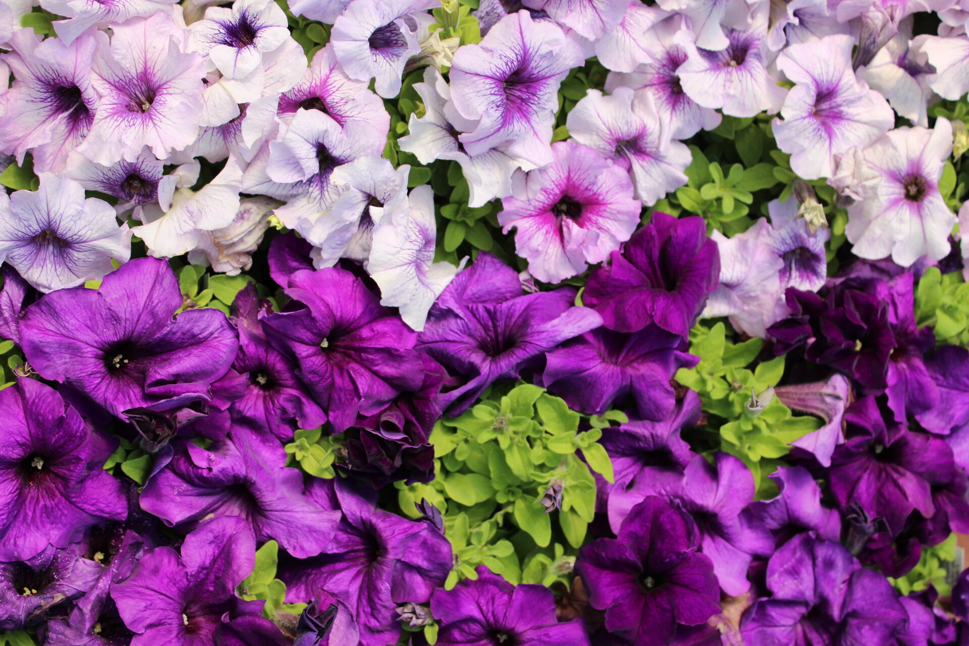 Purple petunias in bloom