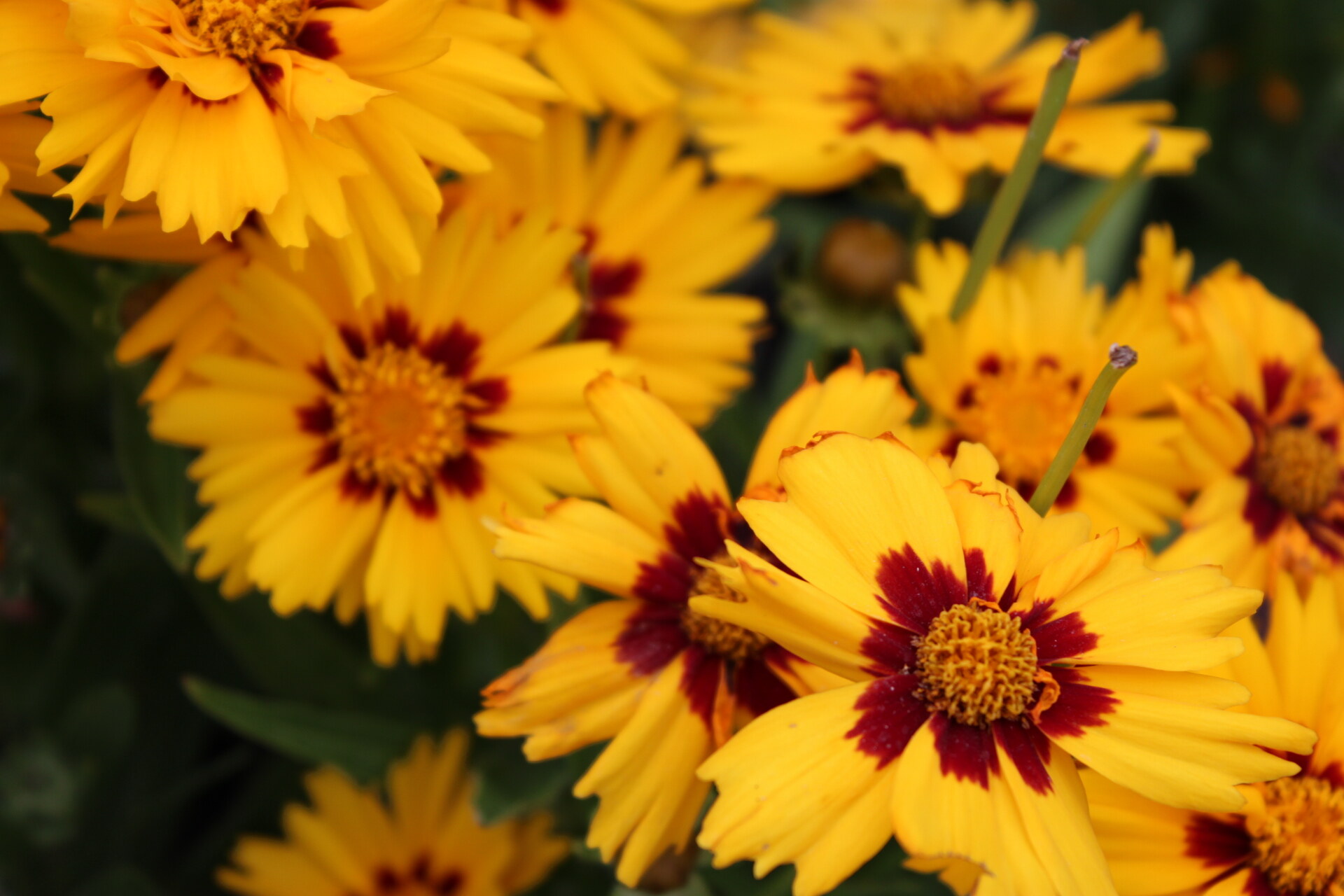 Yellow coreopsis flowers