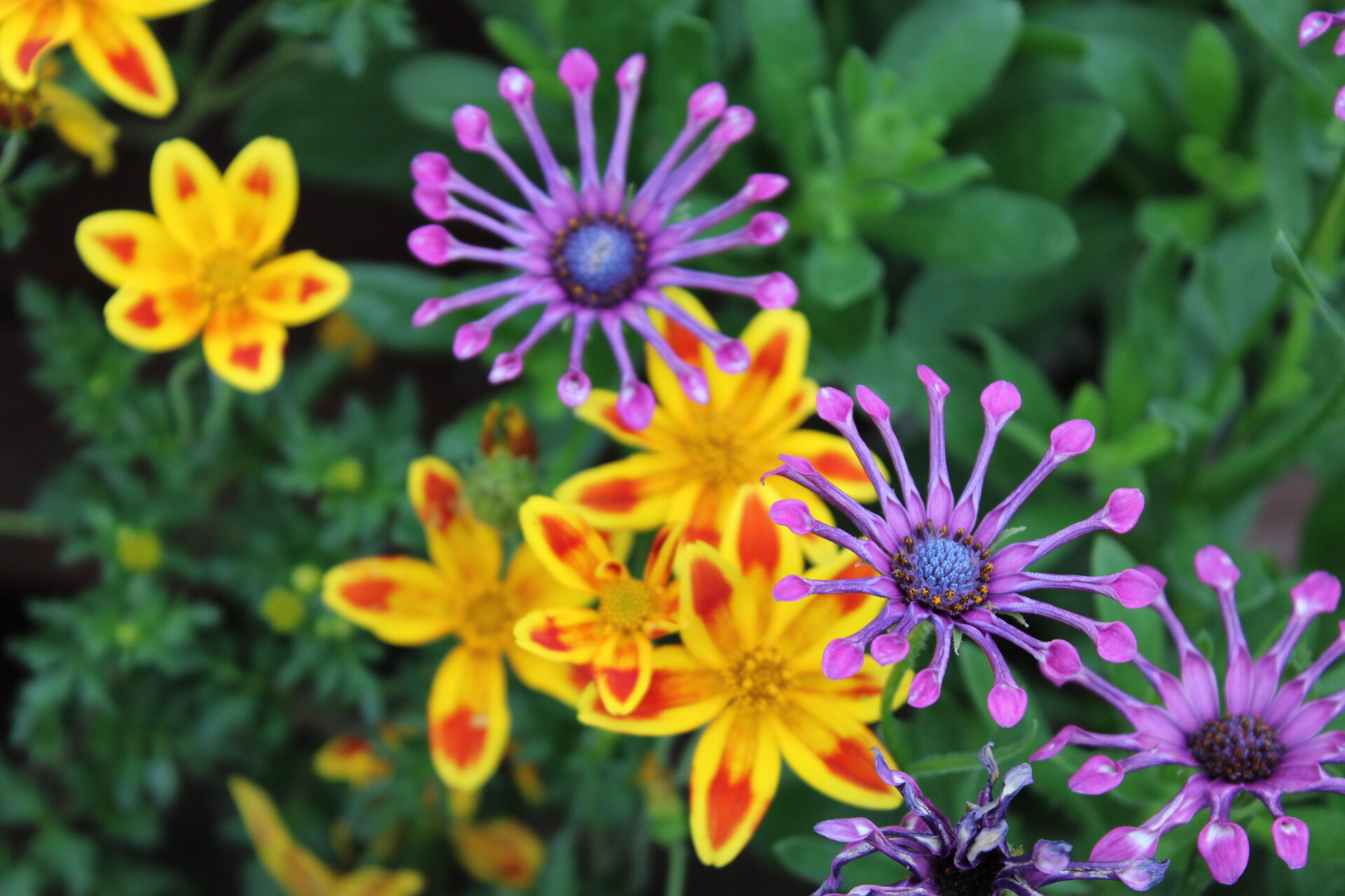 Yellow and purple greenhouse flowers