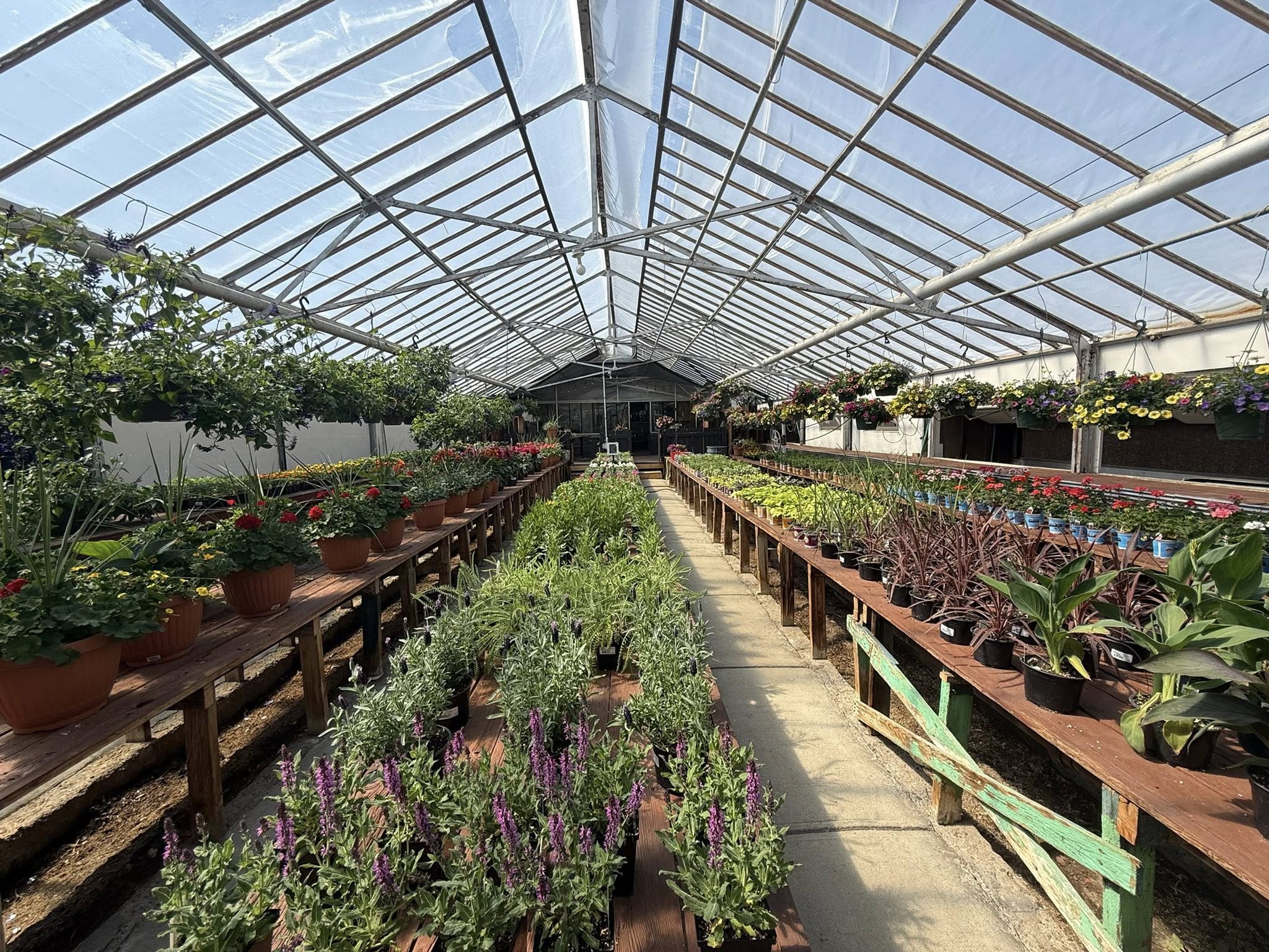 Rows of flowers and plants inside the Bloom & Vine greenhouse